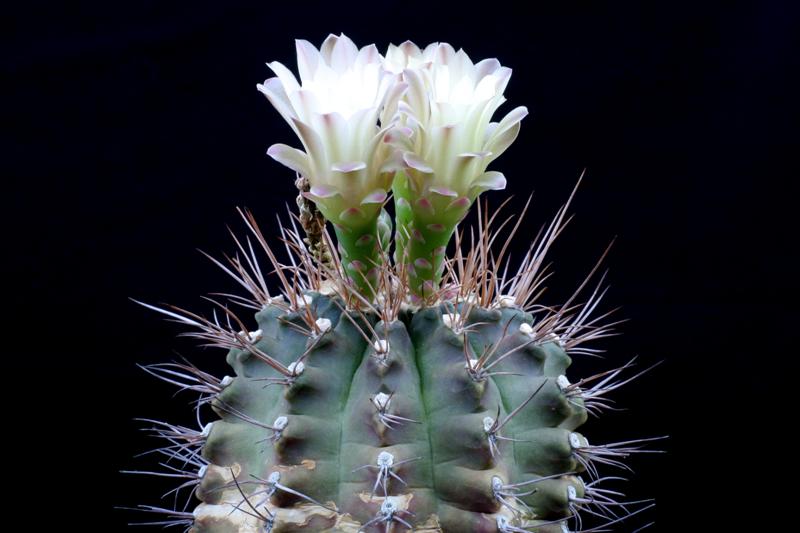 Gymnocalycium mihanovichii 