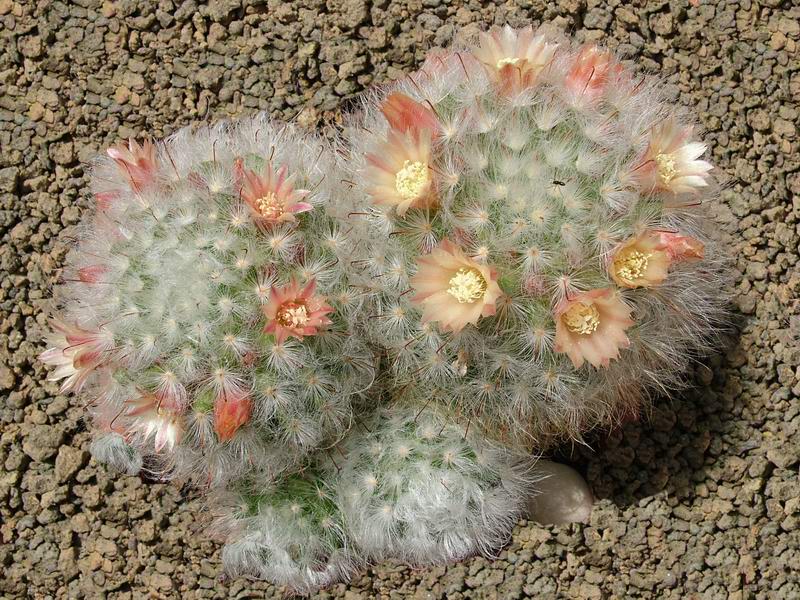 Mammillaria bocasana 