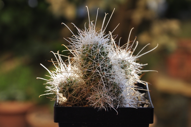 Mammillaria pondii ssp. setispina 