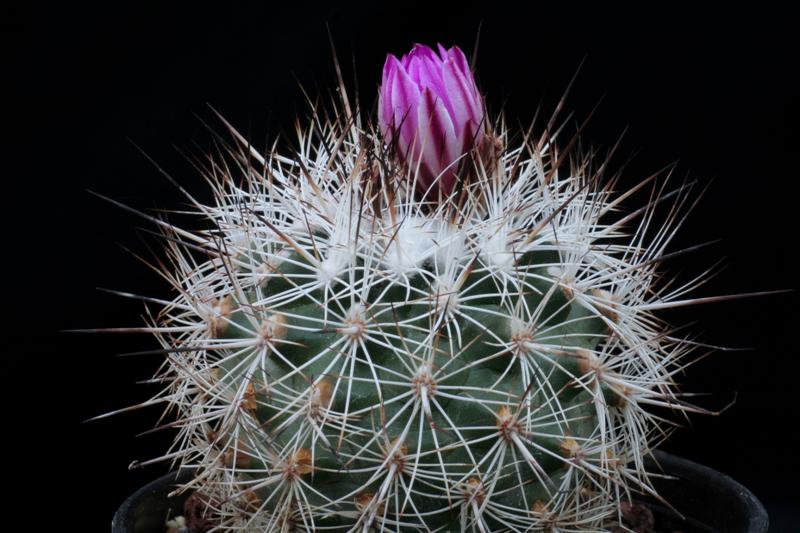 Turbinicarpus horripilus ssp. wrobelianus 