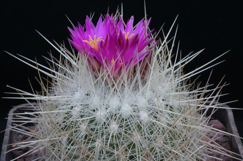 Thelocactus macdowellii 