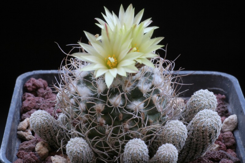 Turbinicarpus krainzianus v. minimus Z 193