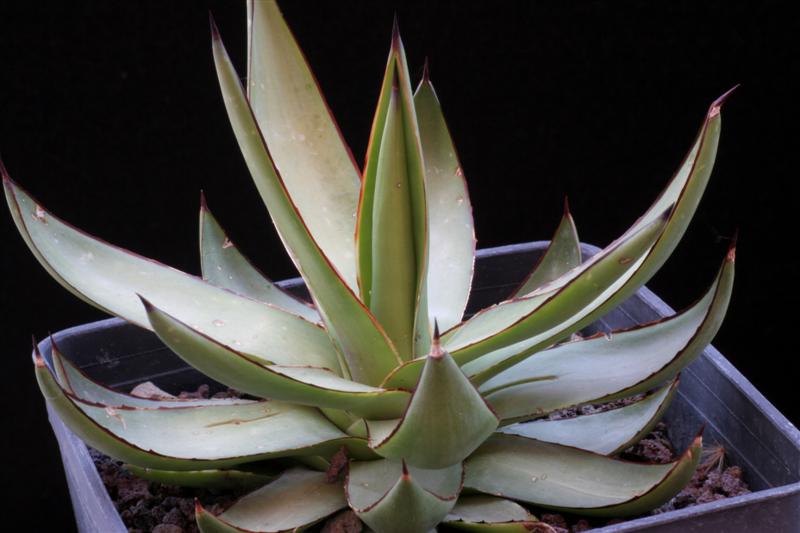 Agave x romanii 