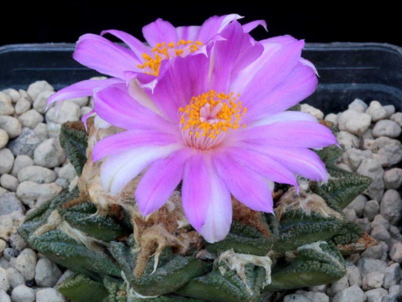 ariocarpus bravoanus ssp. hintonii