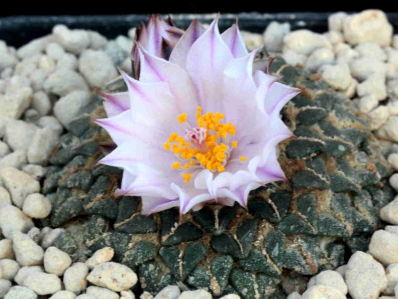 Ariocarpus kotschoubeyanus ssp. albiflorus 