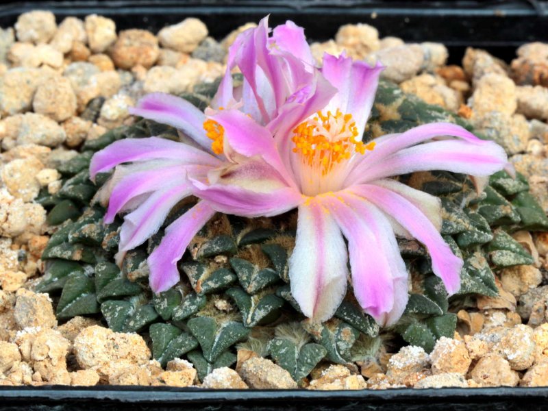 ariocarpus kotschoubeyanus ssp. macdowellii