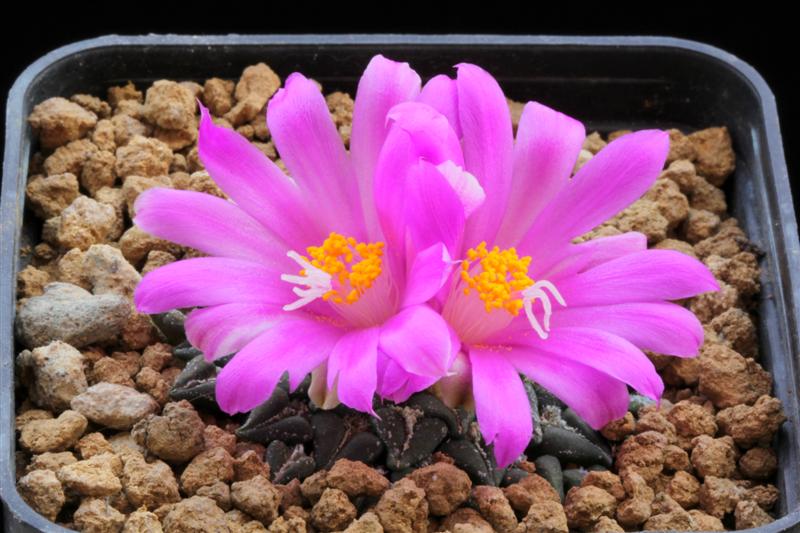 Ariocarpus kotschoubeyanus v. sladkovskyi PP 423