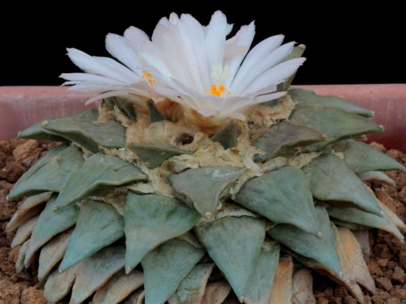 Ariocarpus retusus 