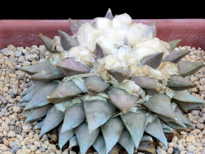 Ariocarpus retusus 
