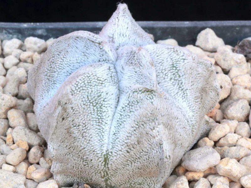 astrophytum coahuilense 'kikko'