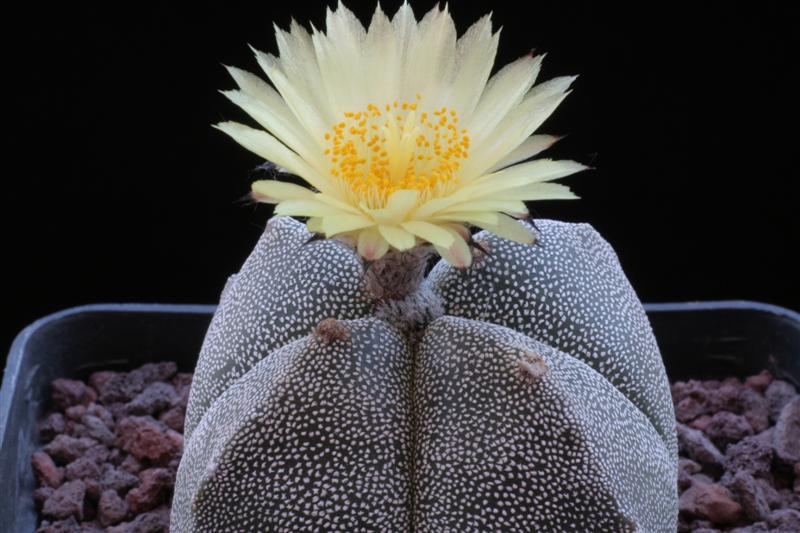 Astrophytum myriostigma f. quadricostatum 