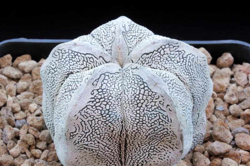 Astrophytum myriostigma cv. onzuka snow 