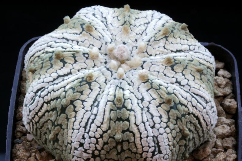 Astrophytum asterias cv. super kabuto star shape 