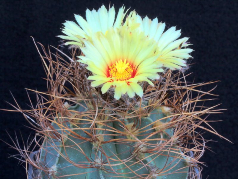 Astrophytum capricorne v. aureum 