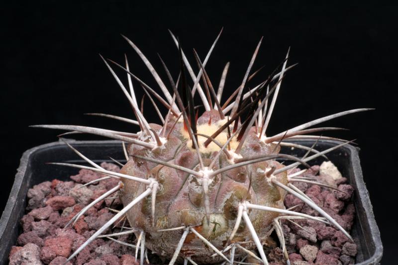 Copiapoa cinerea ssp. dealbata 