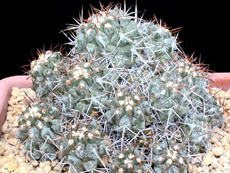 Copiapoa fielderiana 