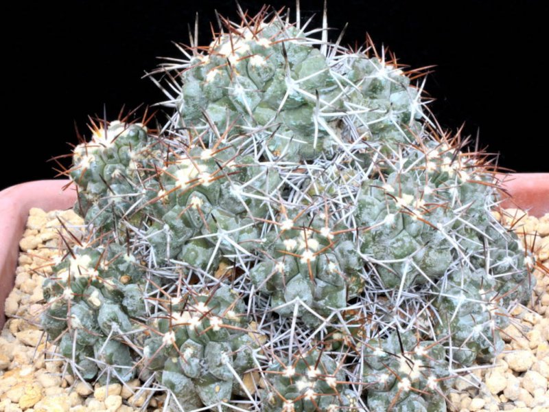 Copiapoa fiedleriana 