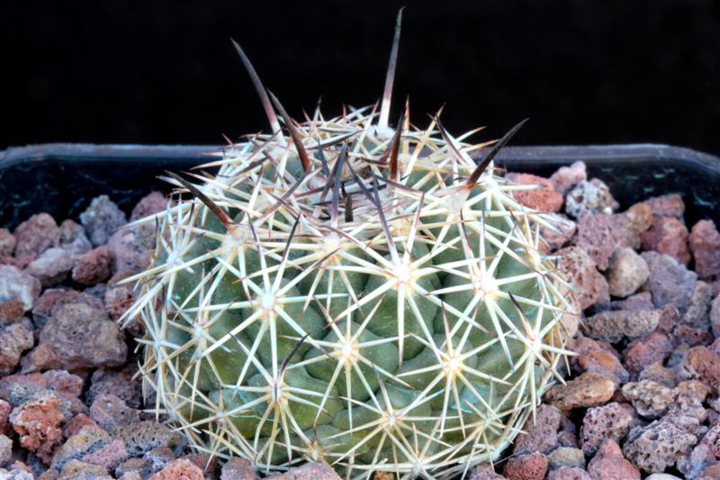 Coryphantha difficilis 