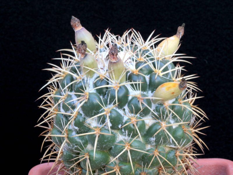 coryphantha bumamma