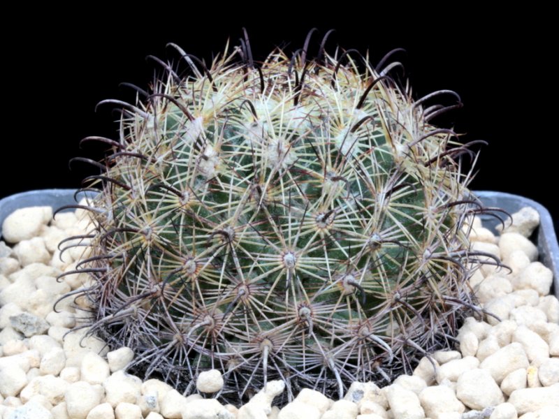 Coryphantha palmeri RS 1041