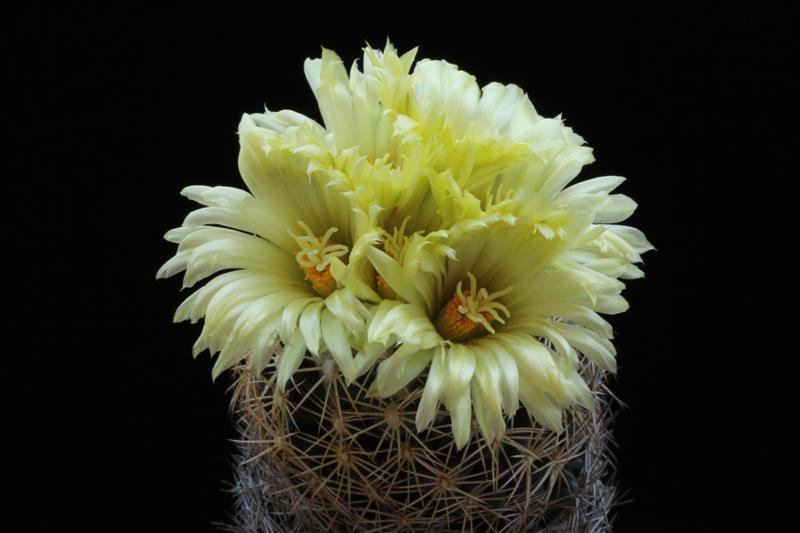 Coryphantha radians 