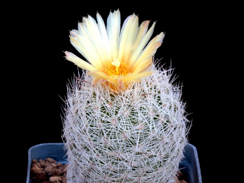 Coryphantha sp. 