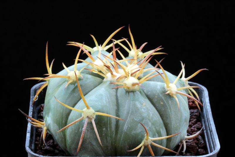 Echinocactus horizonthalonius PD 54