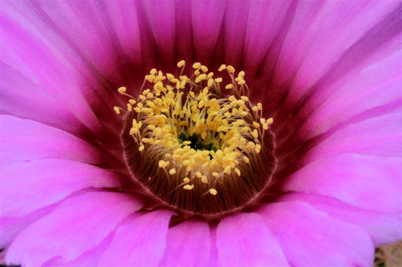 Echinocereus reichenbachii ssp. baileyi 