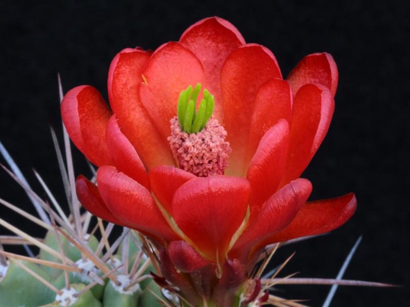 Echinocereus triglochidiatus DJF 1145