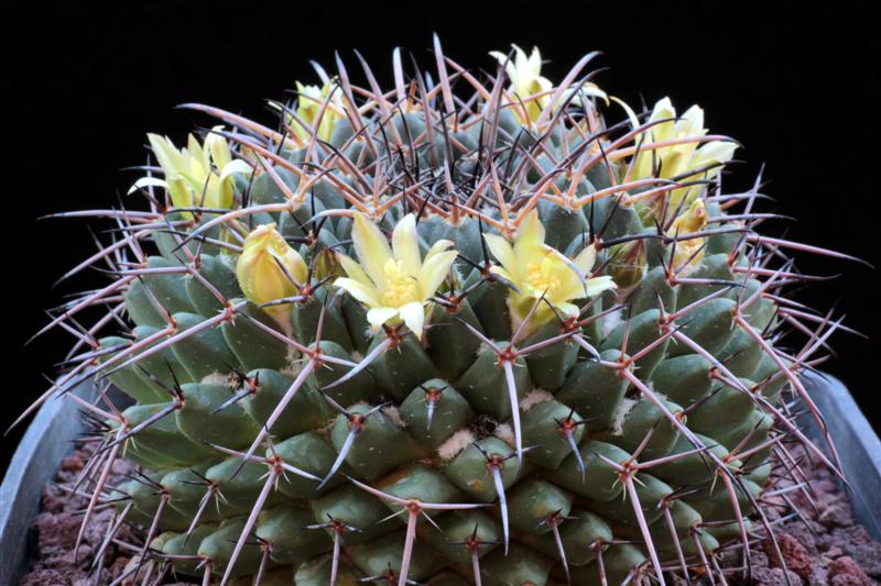 Mammillaria gigantea WTH 288