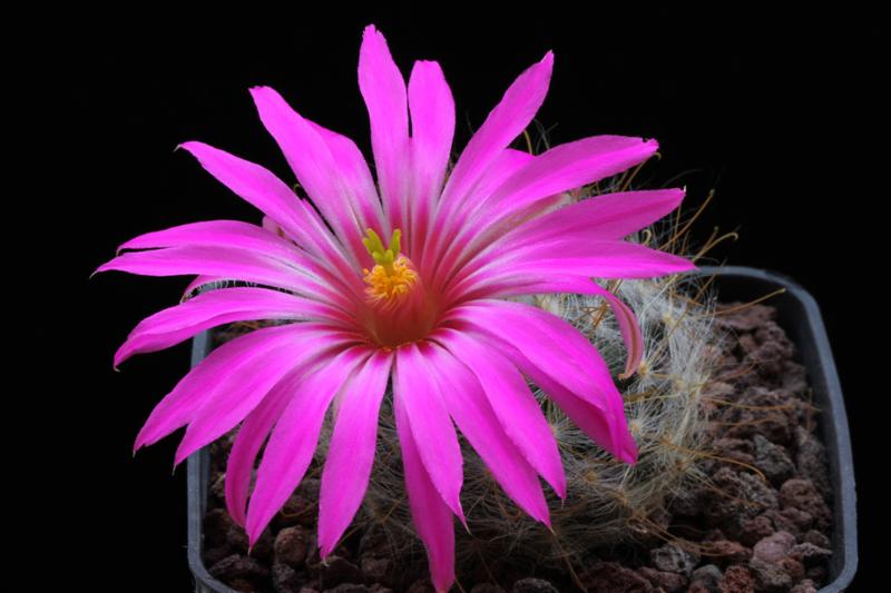 Mammillaria guelzowiana 