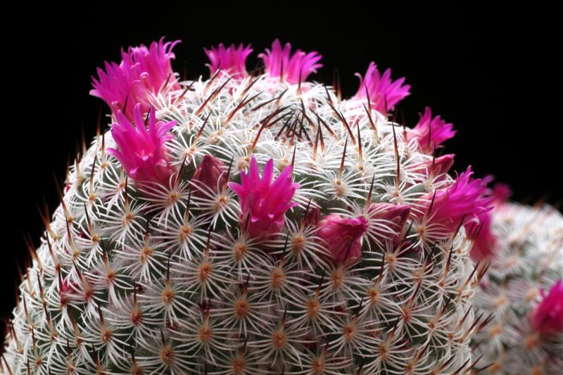 Mammillaria haageana ssp. elegans 