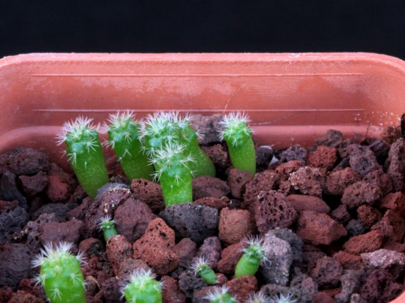 Mammillaria halbingerii ROG 160