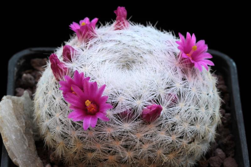 Mammillaria humboldtii 