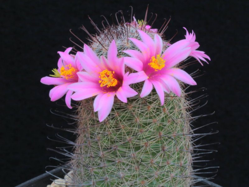 Mammillaria microcarpa SB 147