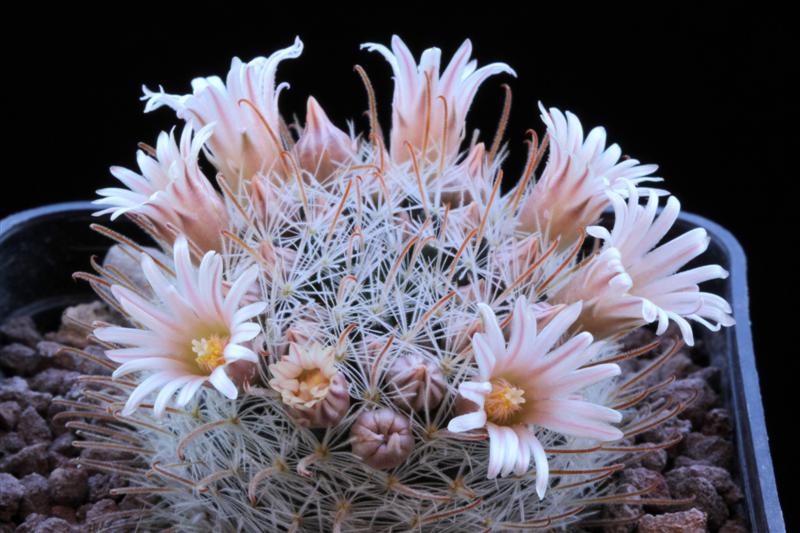 Mammillaria nazasensis 