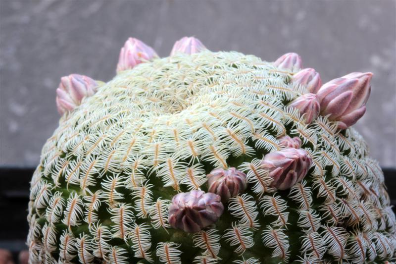 Mammillaria pectinifera 