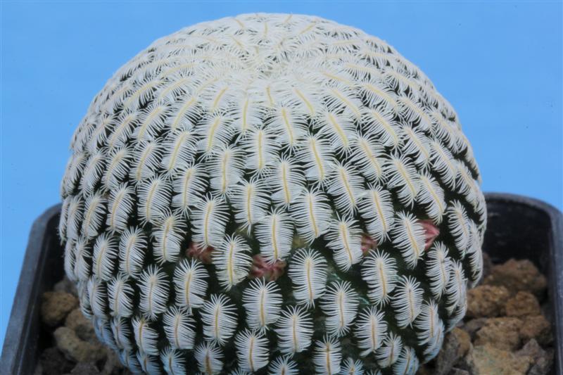 Mammillaria pectinifera 