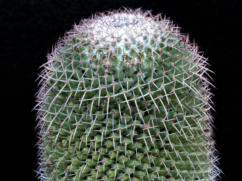 Mammillaria polythele 