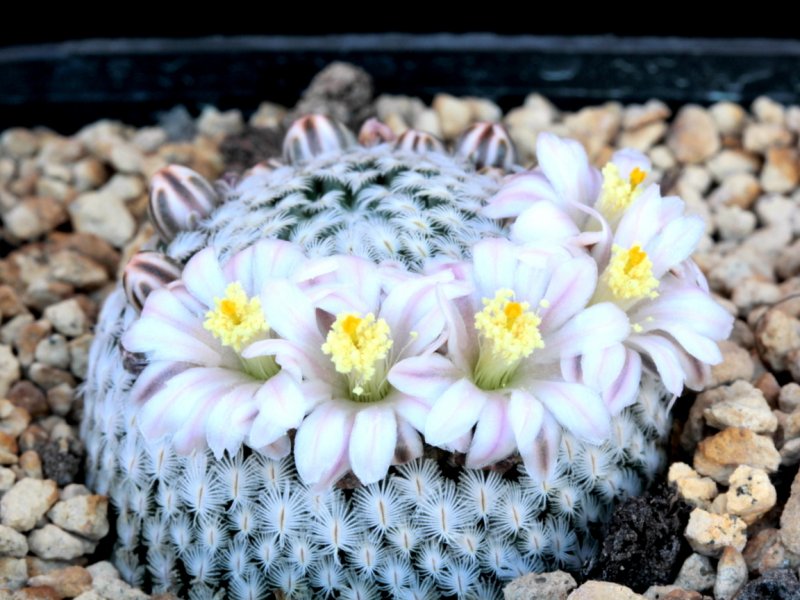 mammillaria sanchez-mejoradae