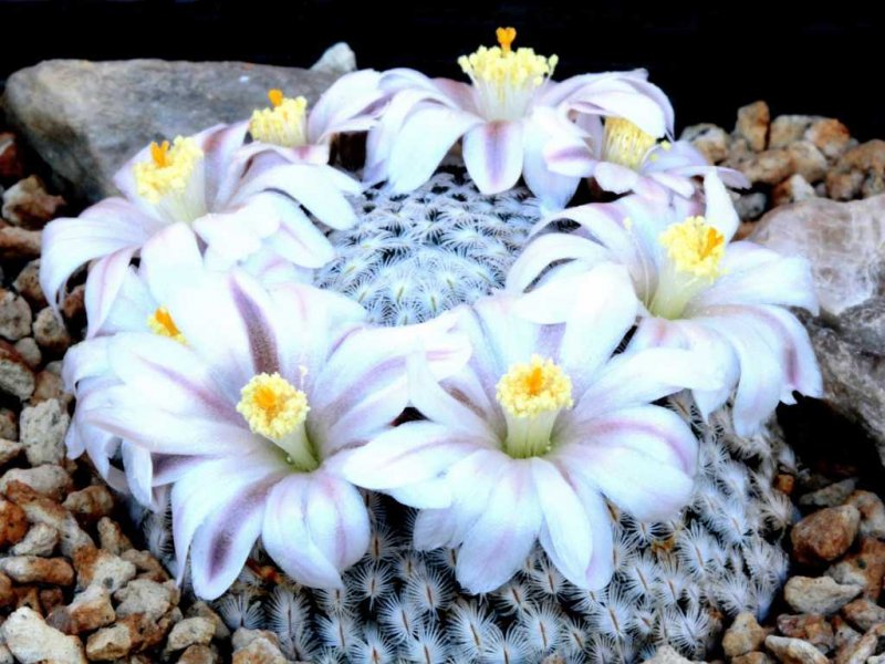 Mammillaria sanchez-mejoradae 