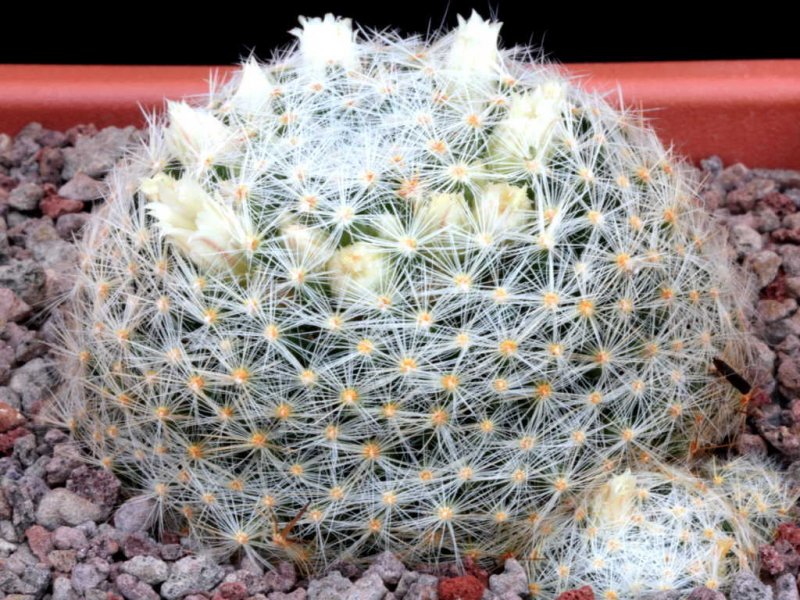 Mammillaria schiedeana ssp. dumetorum 