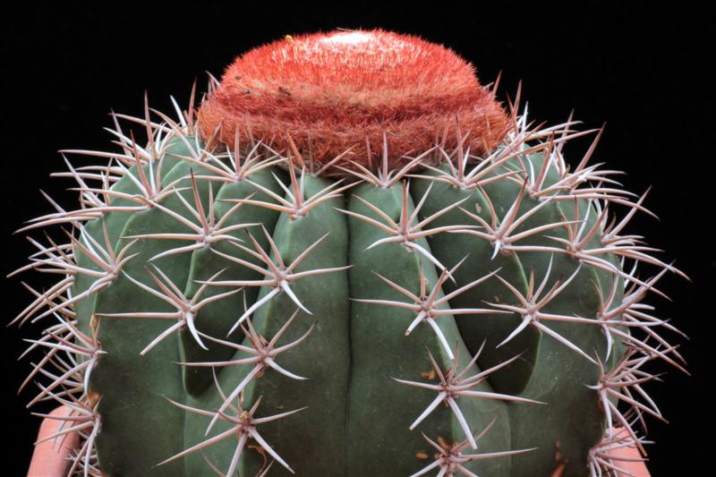 Melocactus matanzanus 