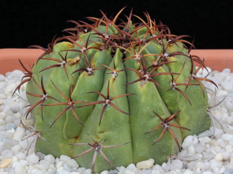 Melocactus zehntneri 