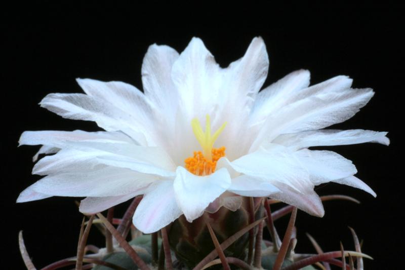 Thelocactus hexaedrophorus 