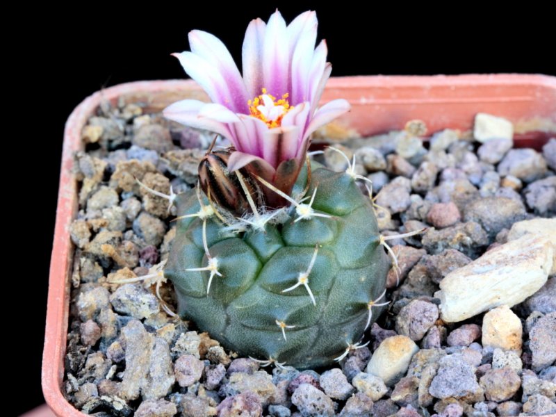 Turbinicarpus bonatzii 