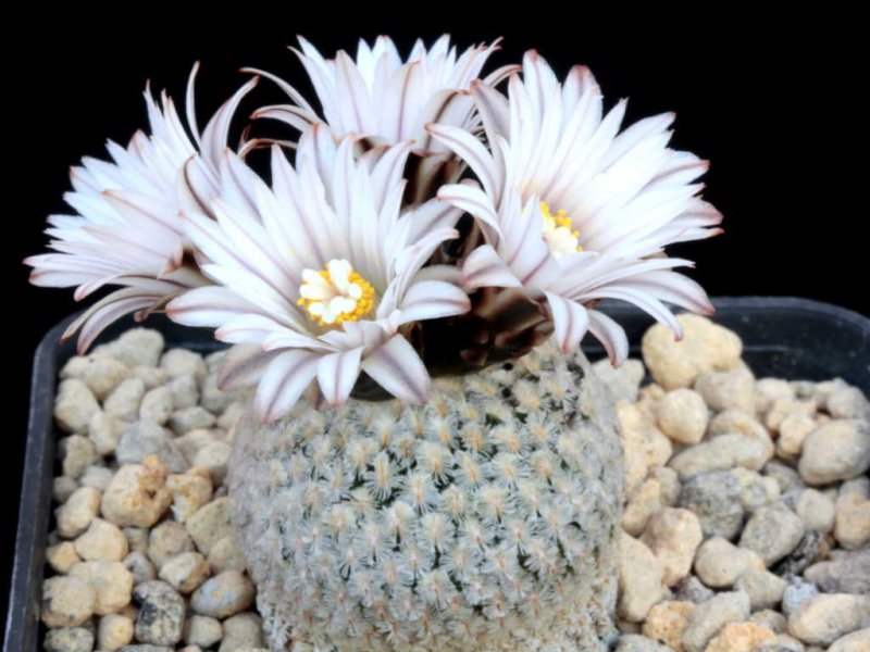 Turbinicarpus valdezianus v. albiflorus 
