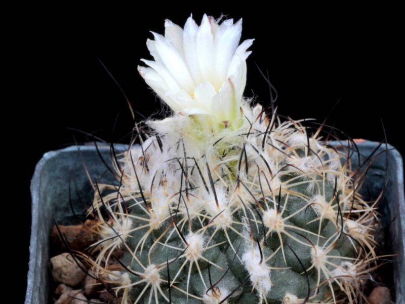 Turbinicarpus viereckii TGC 48002