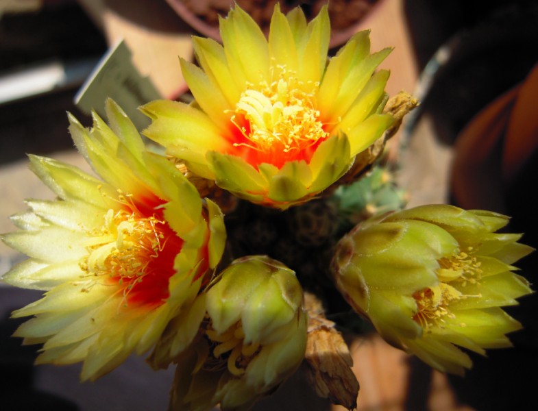 Thelocactus setispinus 