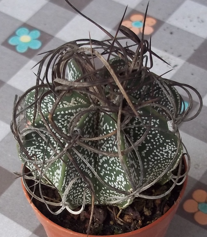 Astrophytum capricorne 